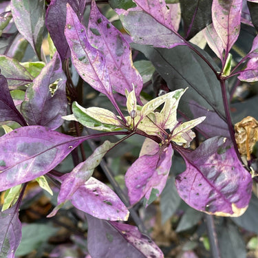Purple Tiger x Jalapeno - Seeds - The Pepper Pantry (Formerly Marie Sharp's)